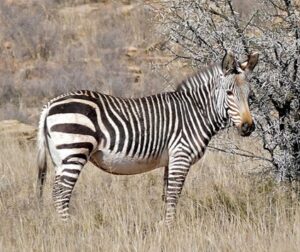 Bernard DUPONT Cape Mountain Zebra (Equus zebra zebra) CC BY-SA 2.0
